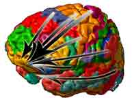 inward communicating brain